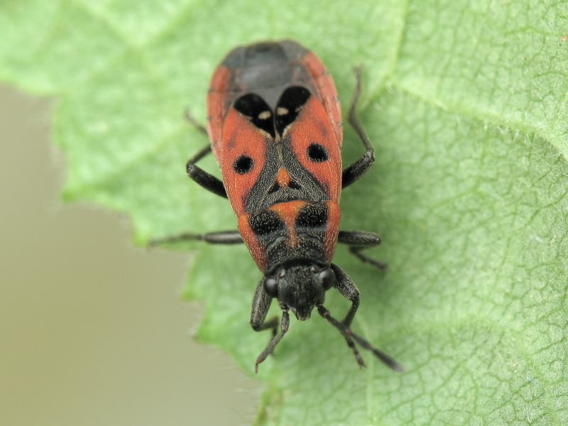 Melanocoryphus tristrami (Douglas & Scott, 1868)